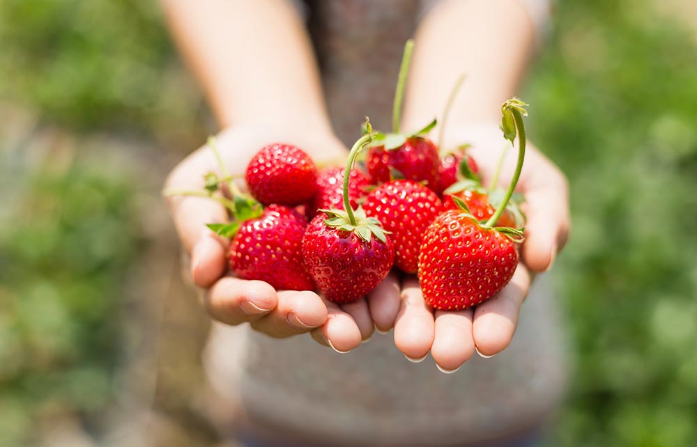 Hands are extended out holding a bunch of strawberries. 