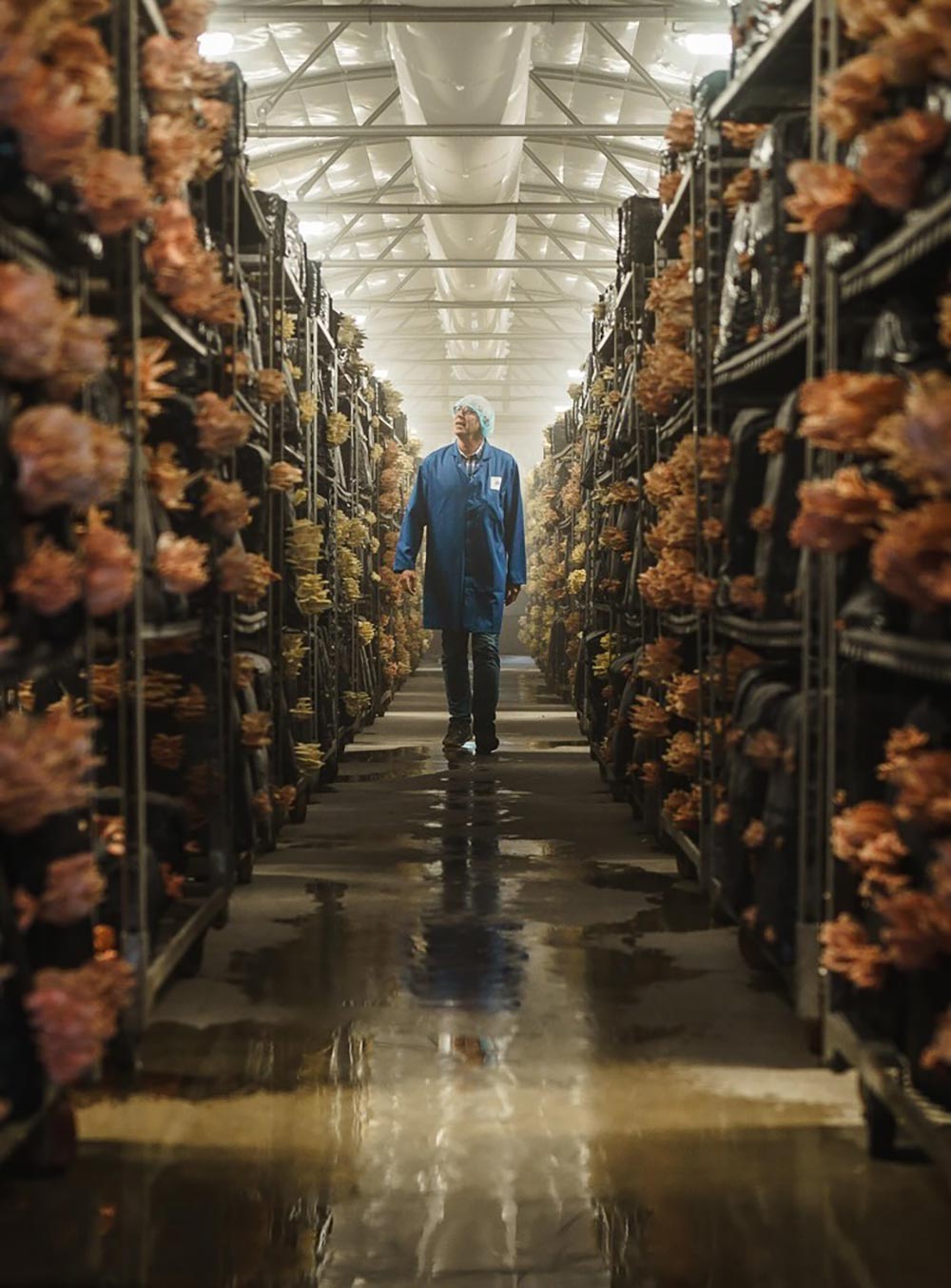 A farmer walks through his ex-chicken farm which now grows mushrooms.