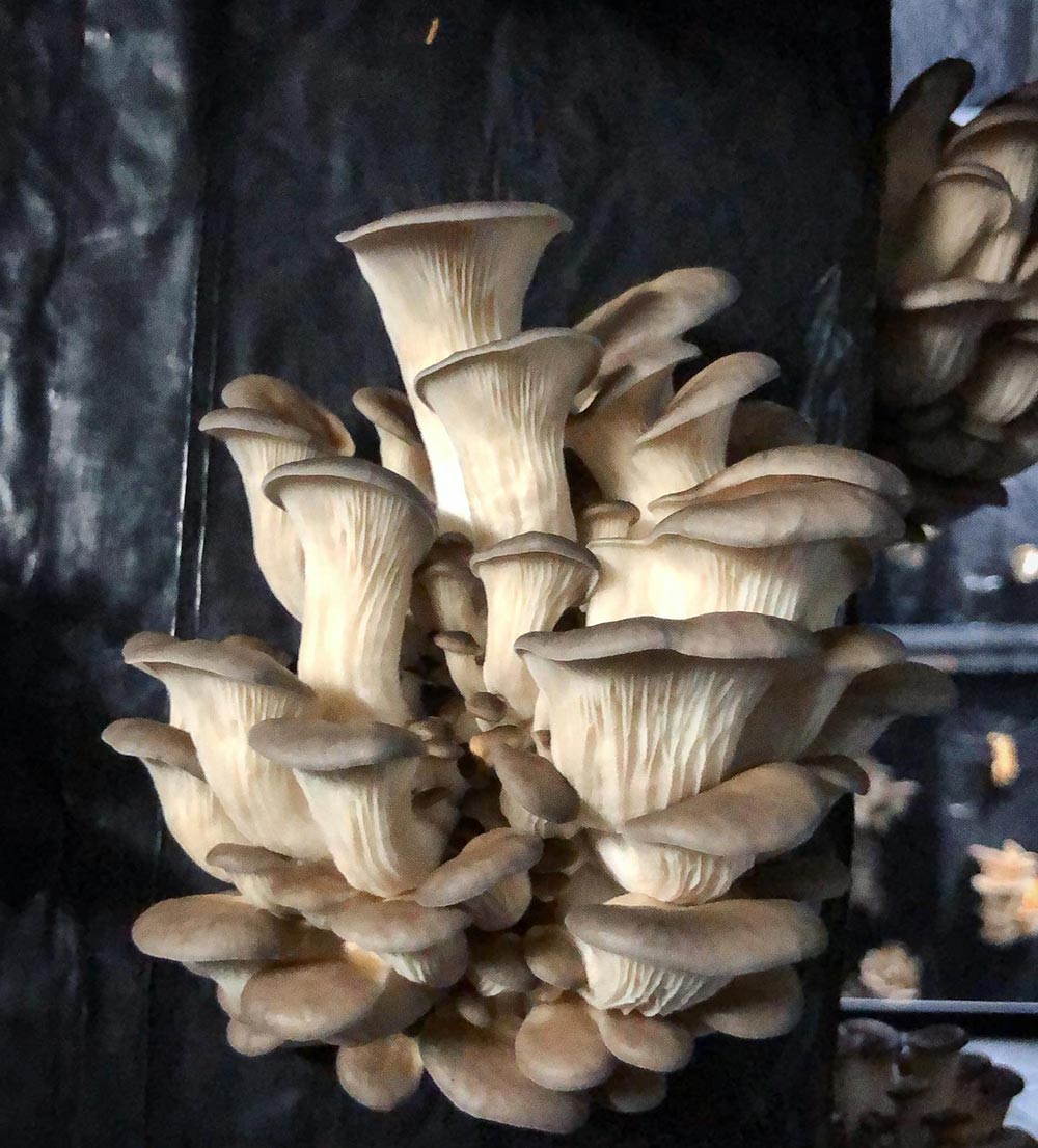 A cluster of mushrooms growing indoors.