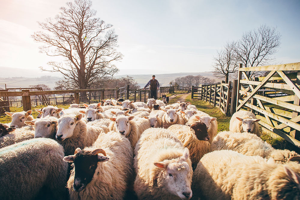 A man herds a flock of sheep into a pen. 