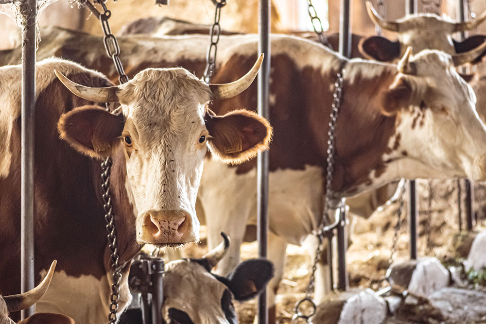 A row of cows in chains during milk production, confined to a barn. 