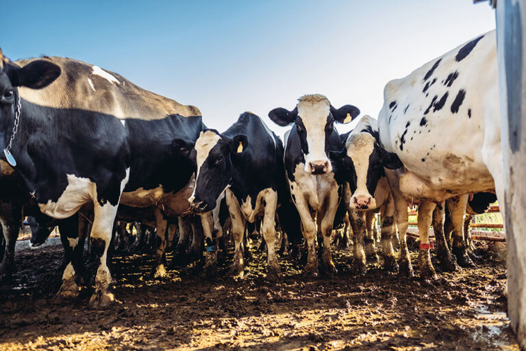 A group of cows in a muddy field.