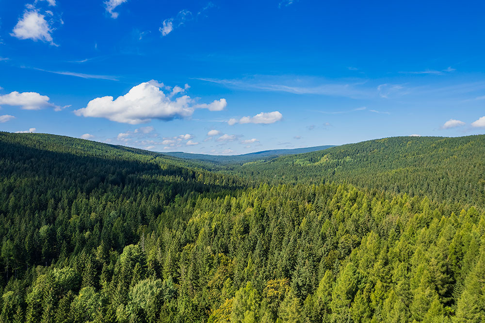 An aerial view of a lush forest.